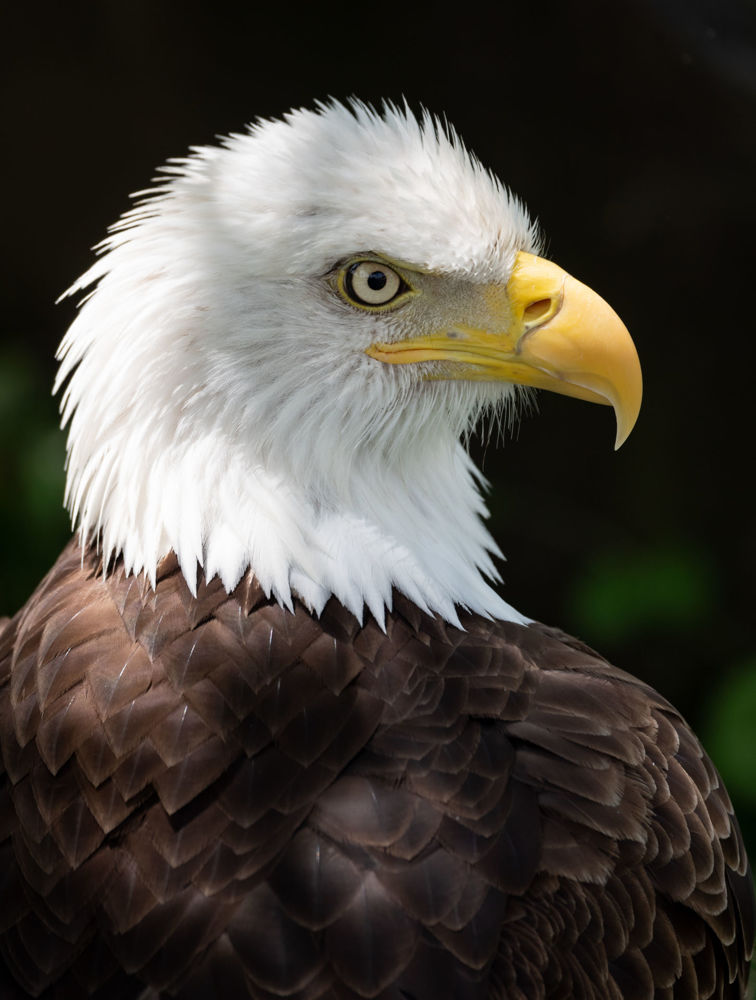 american eagle portrait
