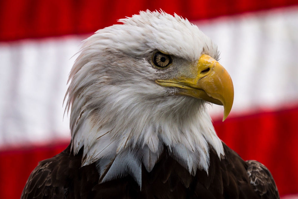 american eagle with us flag